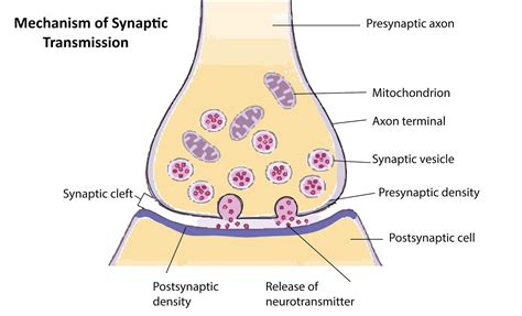 chin sync meaning|postsynaptic membrane.